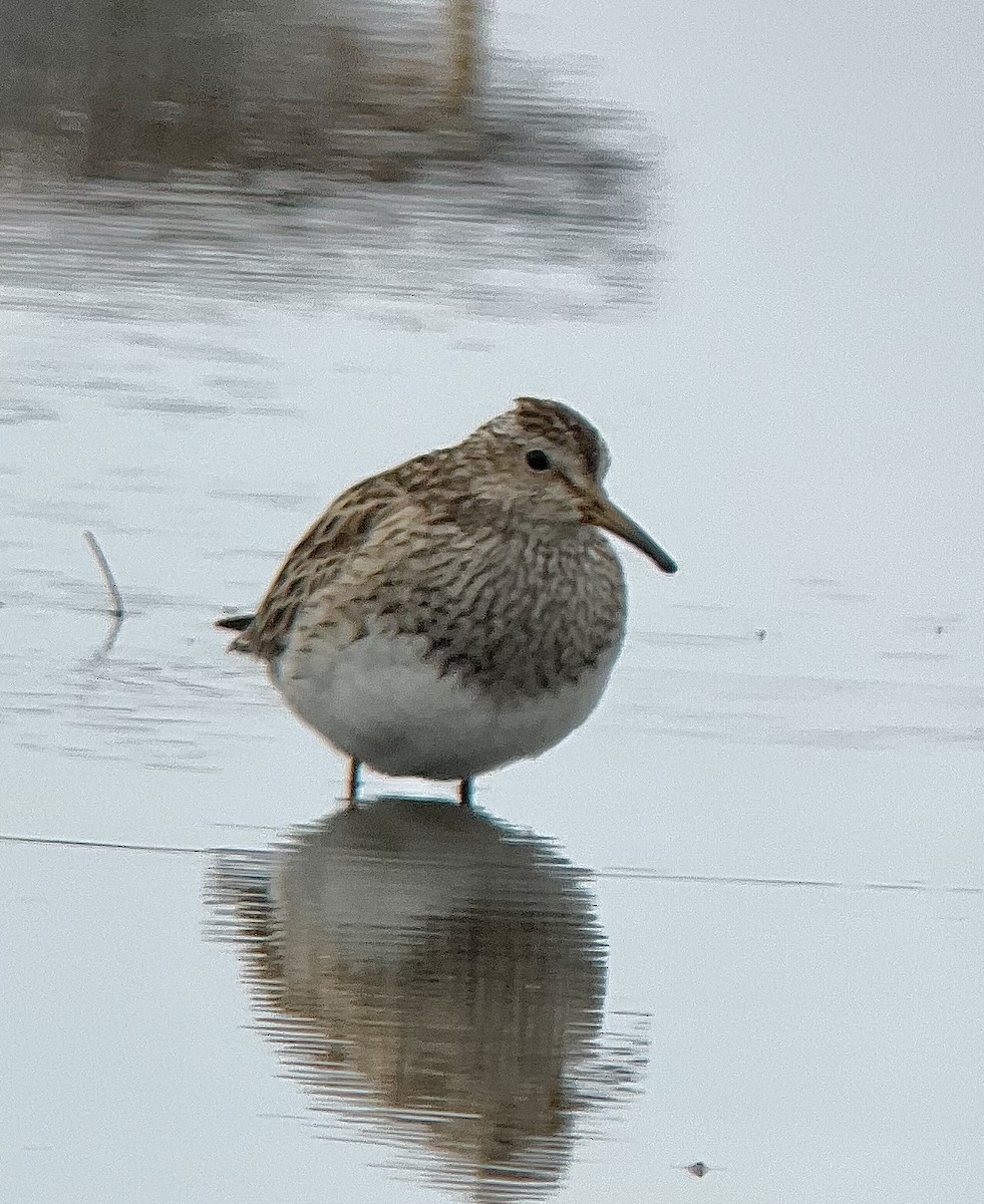 Pectoral Sandpiper - ML617588444