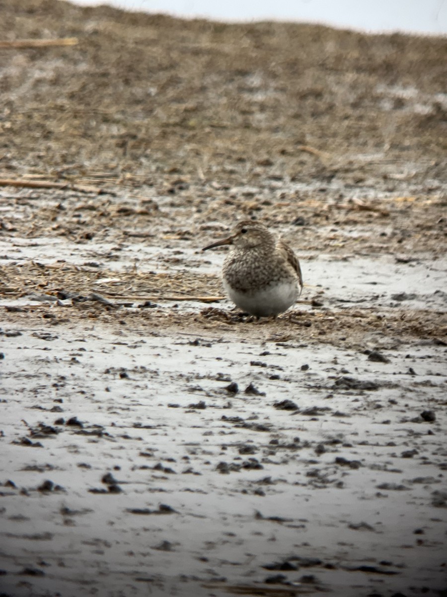 Graubrust-Strandläufer - ML617588445