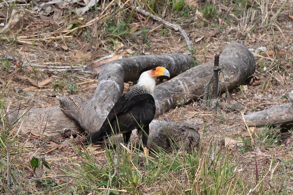 Caracara huppé - ML617588446