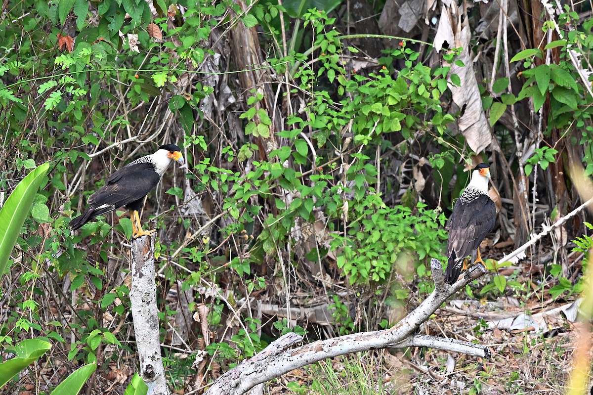 Crested Caracara - André Lanouette