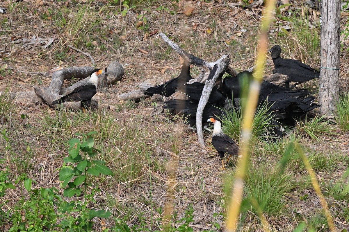 Caracara huppé - ML617588449