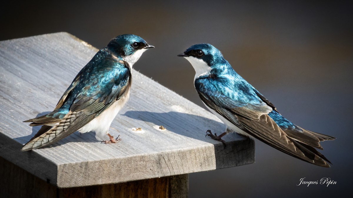 Tree Swallow - Jacques  Pepin