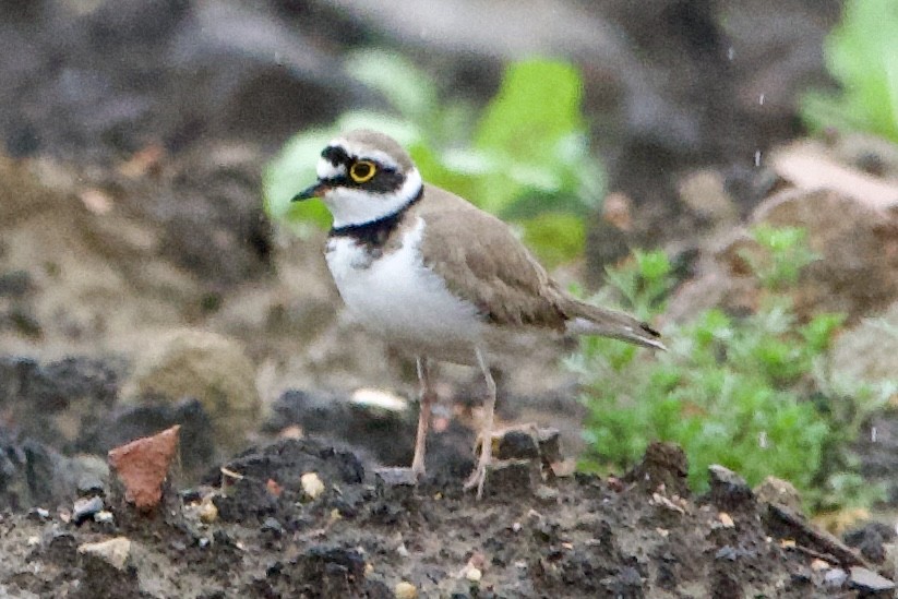 Little Ringed Plover (curonicus) - Ichin Hong