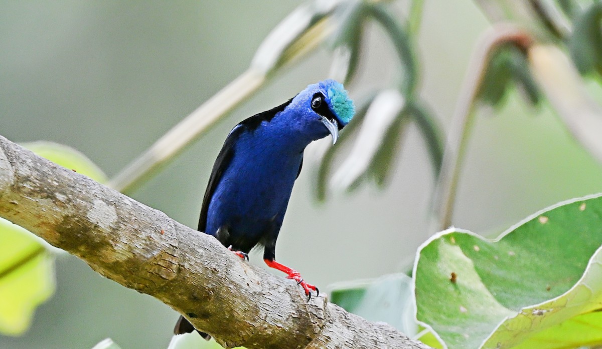 Red-legged Honeycreeper - André Lanouette