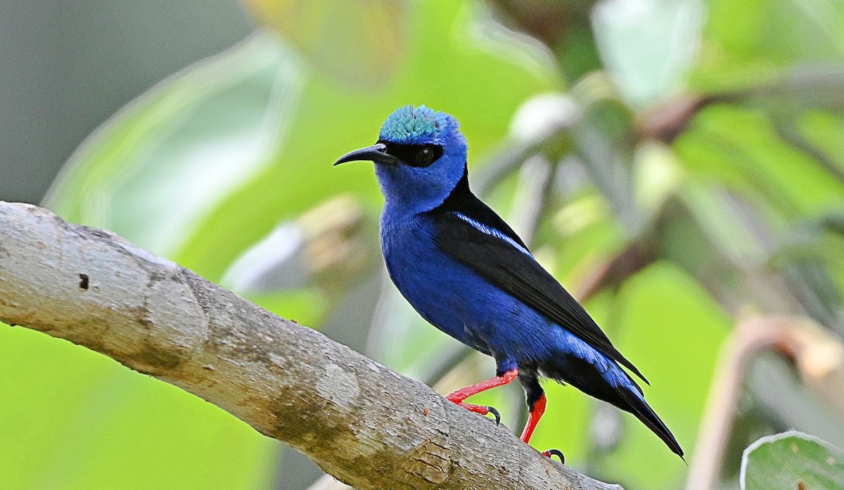 Red-legged Honeycreeper - André Lanouette