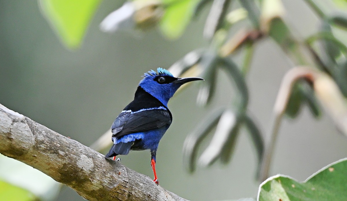 Red-legged Honeycreeper - André Lanouette