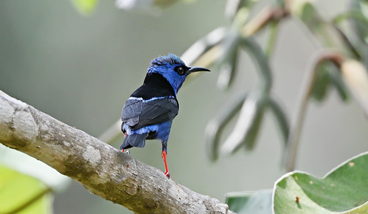 Red-legged Honeycreeper - André Lanouette