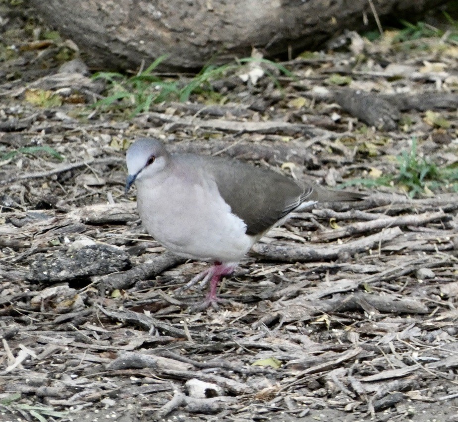 White-tipped Dove - ML617588532