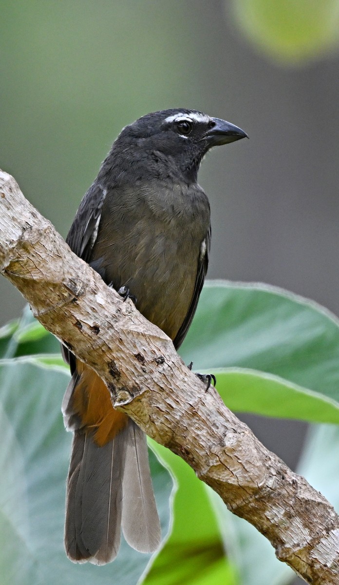 Cinnamon-bellied Saltator - André Lanouette