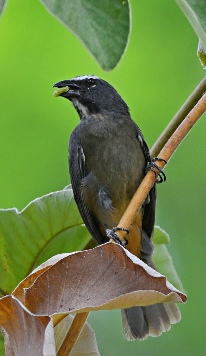 Cinnamon-bellied Saltator - André Lanouette