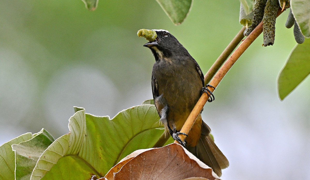 Cinnamon-bellied Saltator - André Lanouette