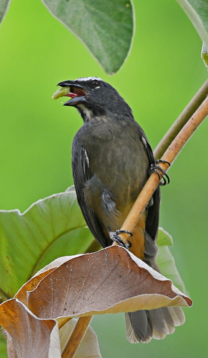 Cinnamon-bellied Saltator - André Lanouette