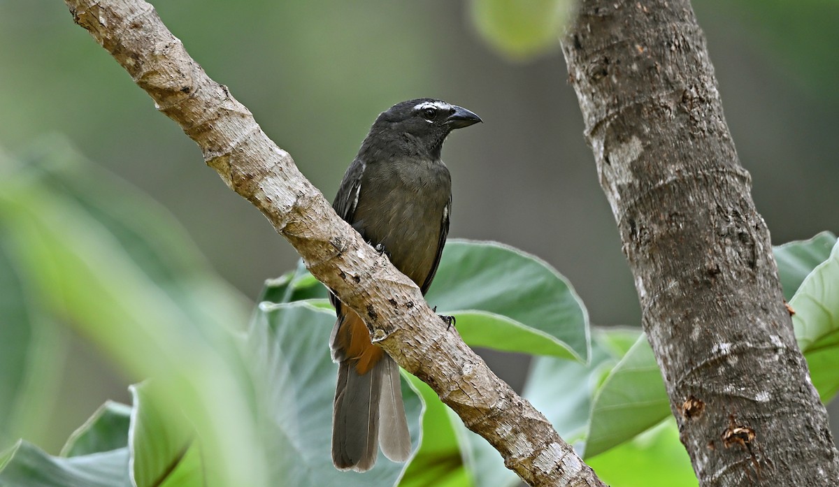 Cinnamon-bellied Saltator - André Lanouette