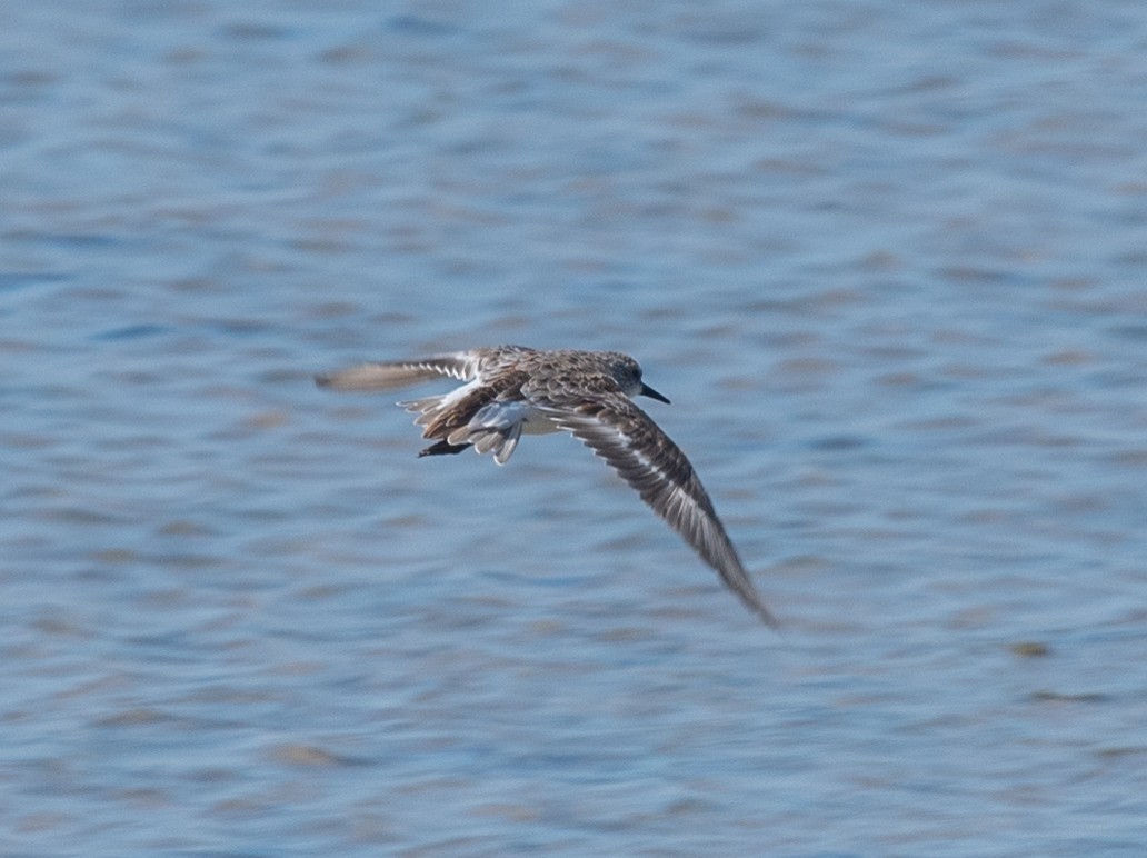 Little Stint - ML617588557