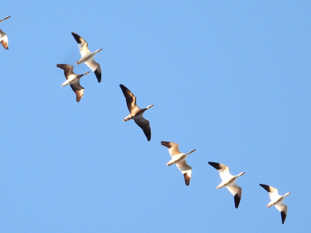 Snow Goose - Samuel Belley