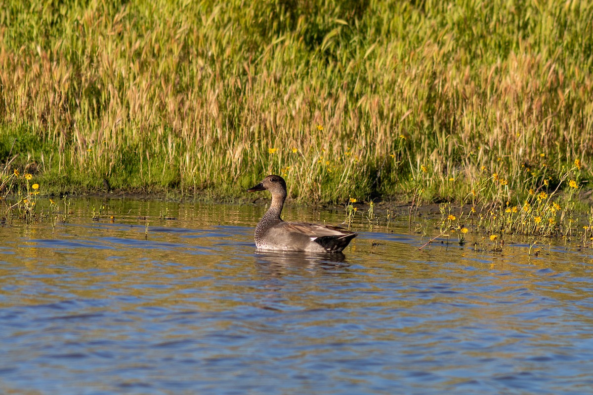 Canard chipeau - ML617588650