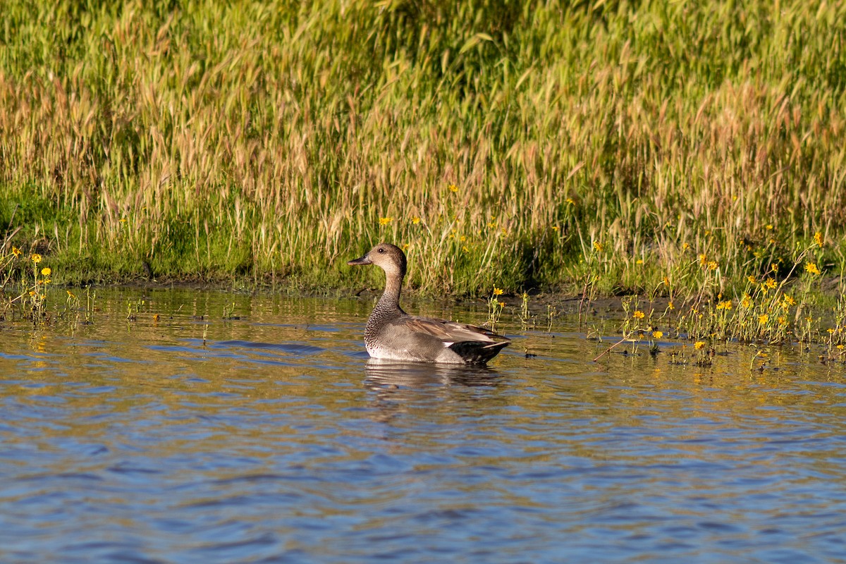 Canard chipeau - ML617588651