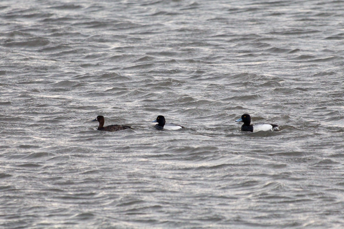 Greater Scaup - ML617588657