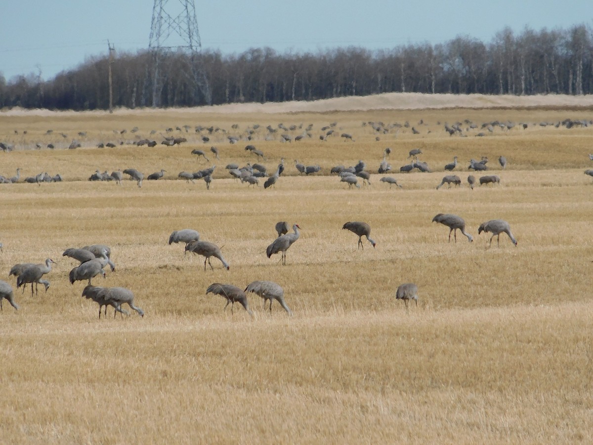 Sandhill Crane - ML617588675