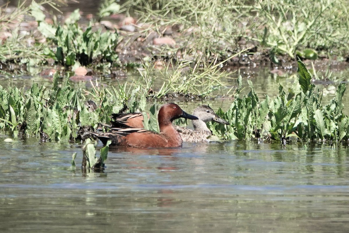 Cinnamon Teal - Diana Spangler