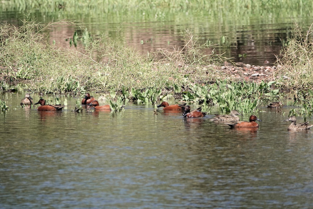 Cinnamon Teal - ML617588730