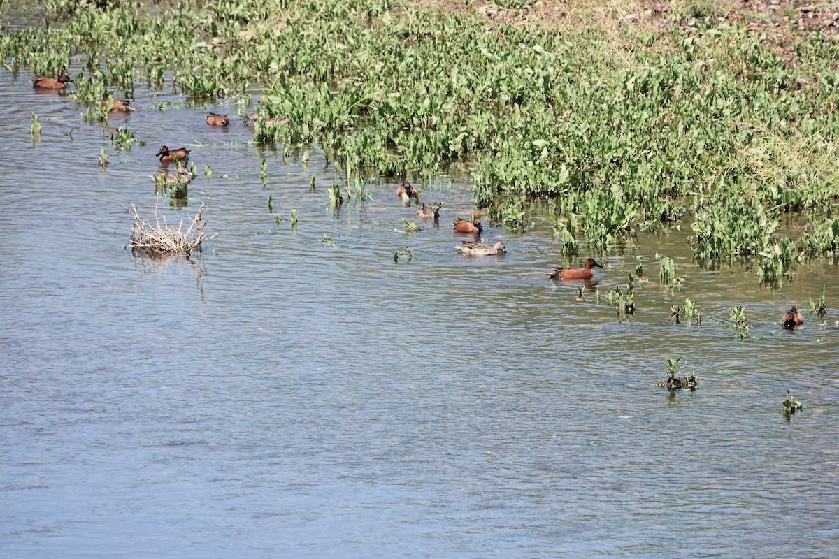 Cinnamon Teal - Diana Spangler