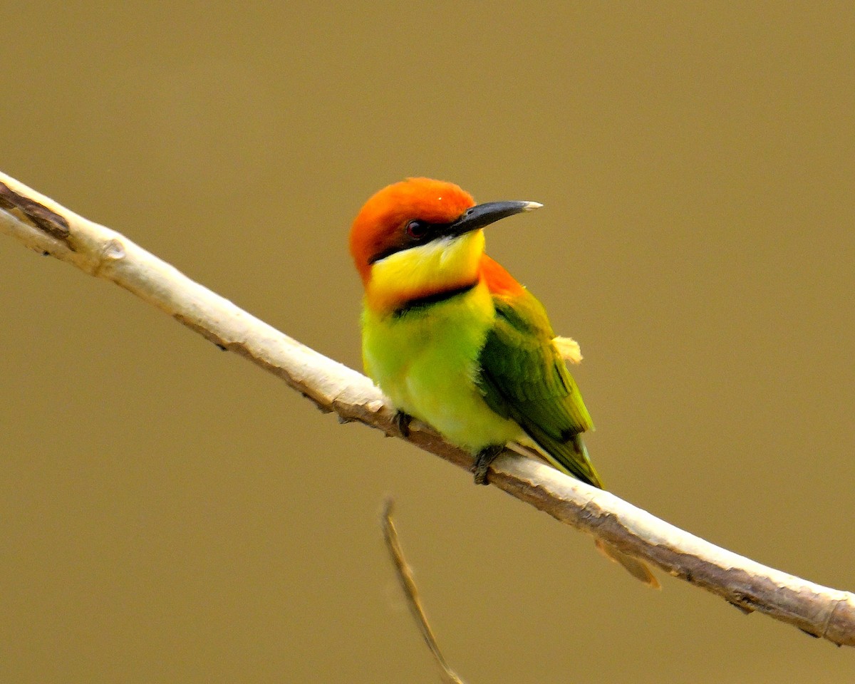 Chestnut-headed Bee-eater - ML617588741