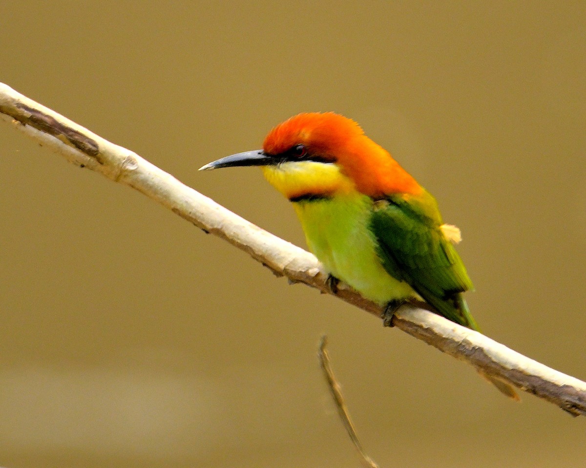 Chestnut-headed Bee-eater - ML617588742