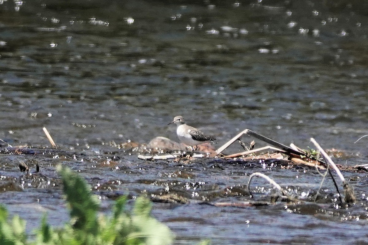 Spotted Sandpiper - ML617588747