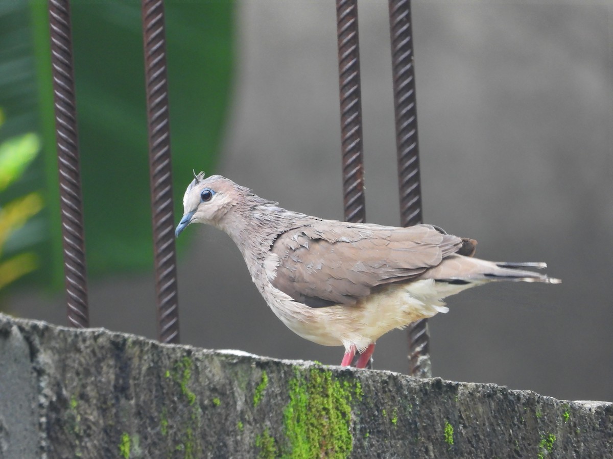 White-tipped Dove - ML617588786