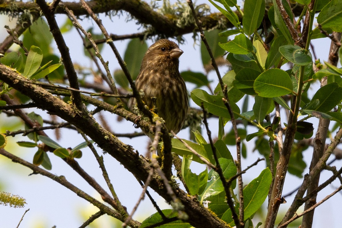 Purple Finch - ML617588835