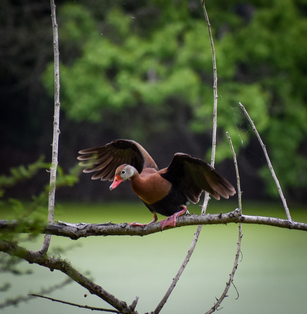 Black-bellied Whistling-Duck - ML617588841