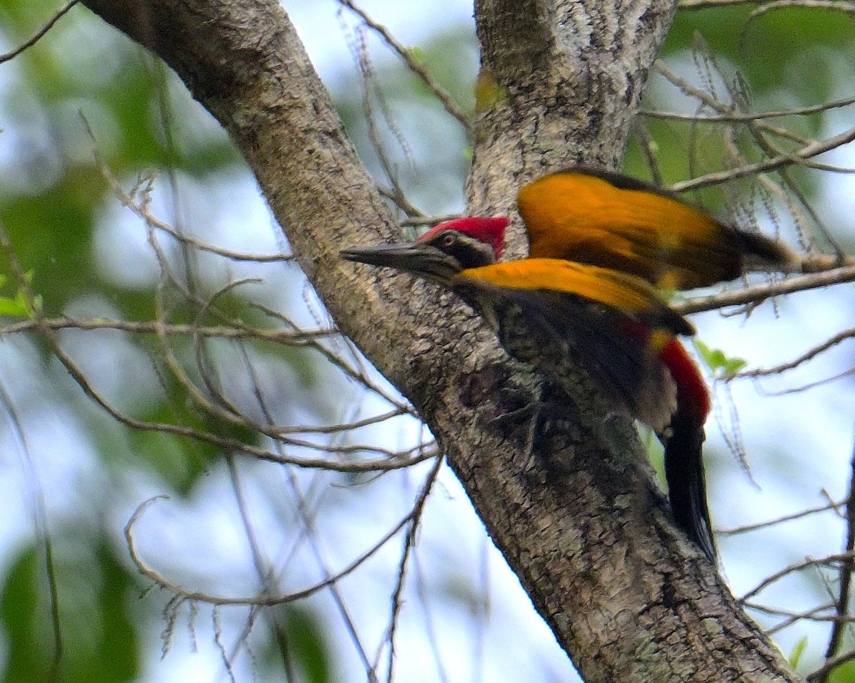 Greater Flameback - ML617588909