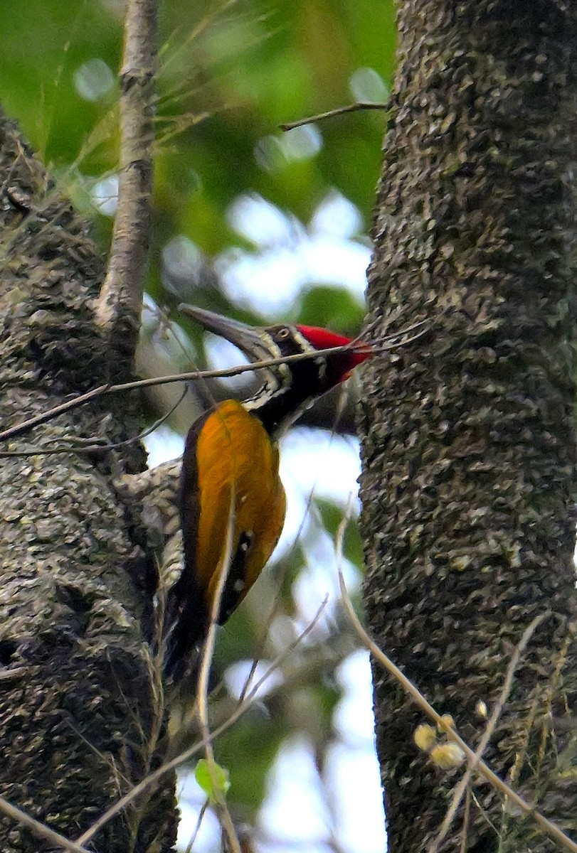Greater Flameback - ML617588910