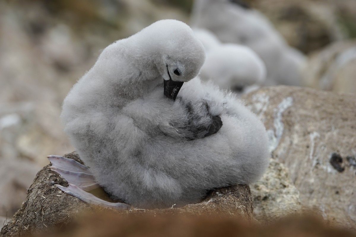 Black-browed Albatross - Georgina Whitney