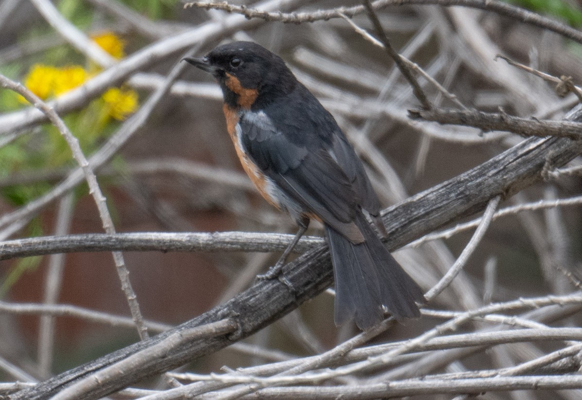 Black-throated Flowerpiercer - Philip Reimers