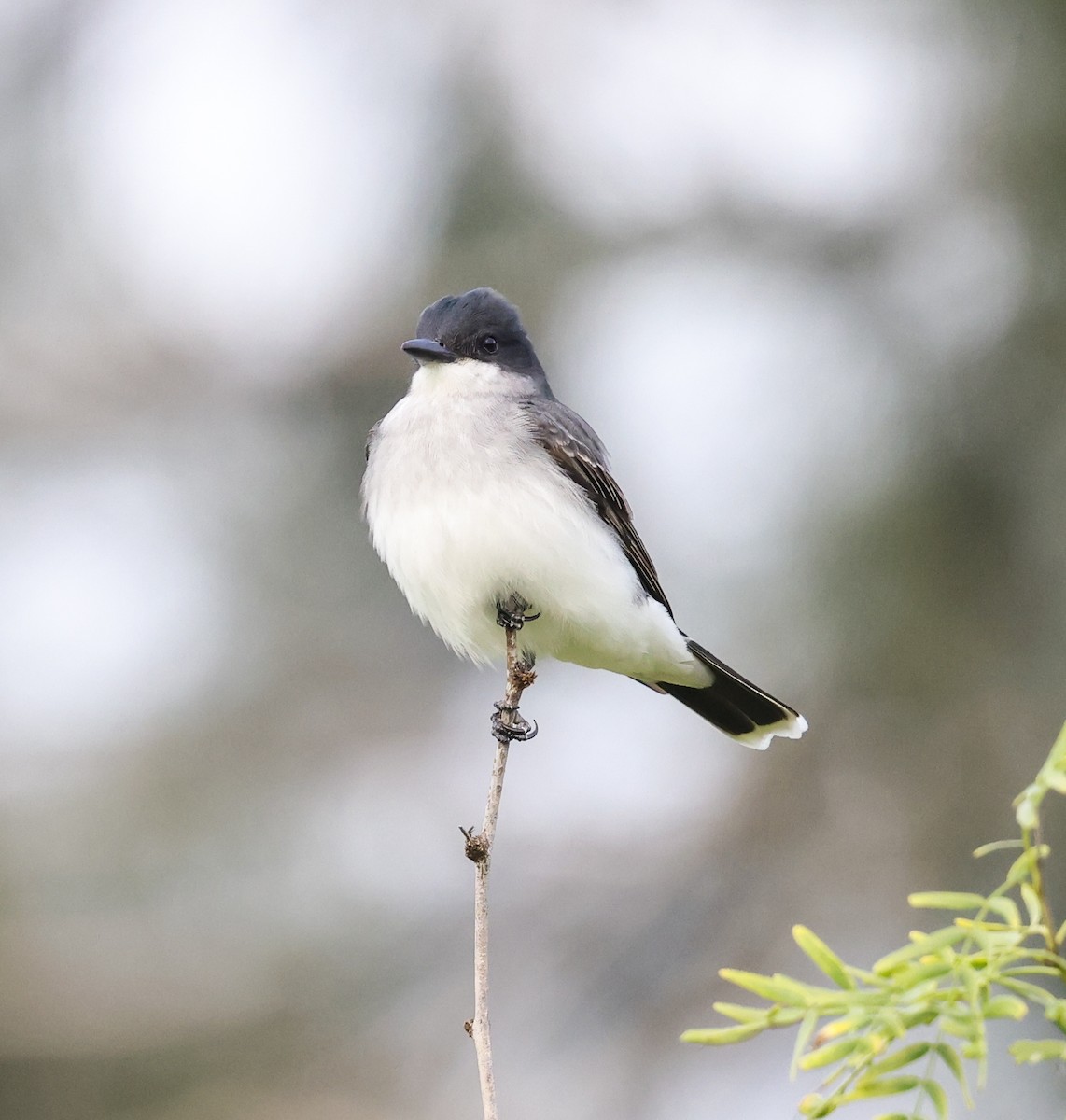 Eastern Kingbird - Joseph Hood