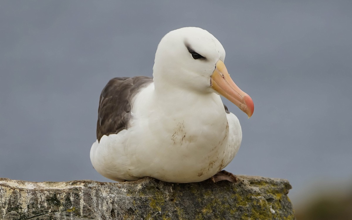 Black-browed Albatross - ML617588947