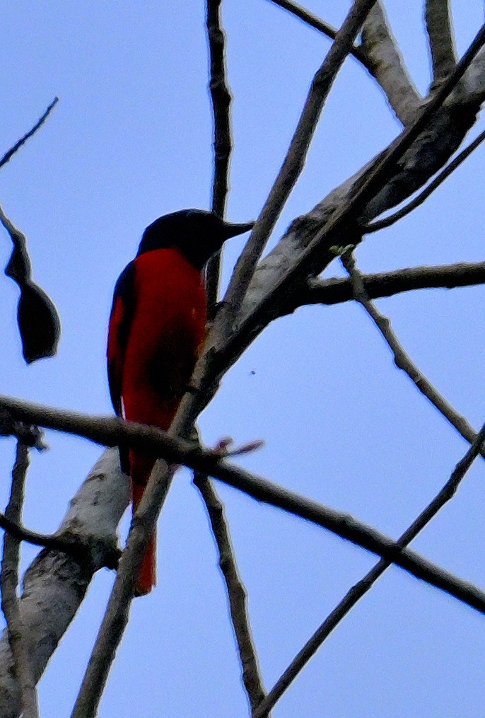 Scarlet Minivet - ML617588970