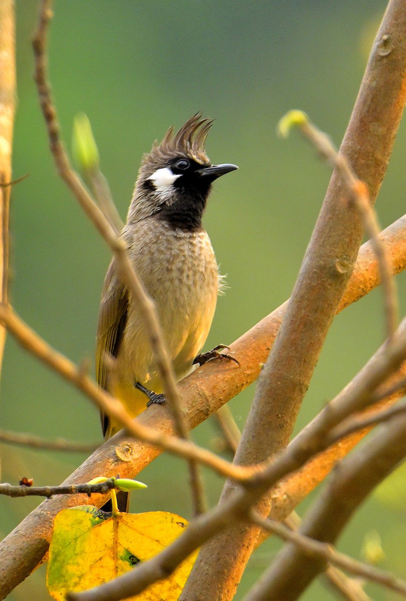 Himalayan Bulbul - ML617588997