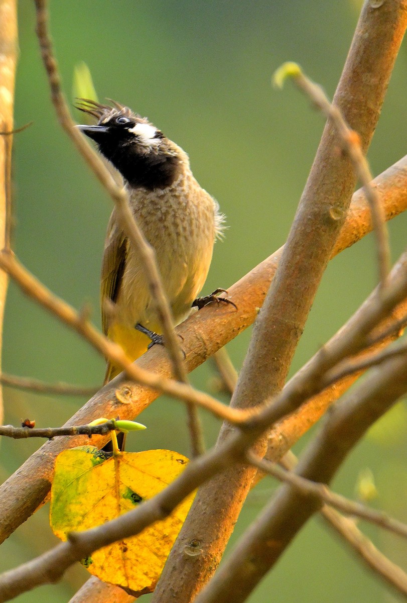 Himalayan Bulbul - ML617588999