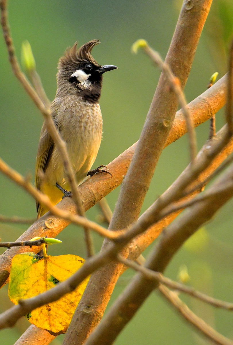 Himalayan Bulbul - ML617589000