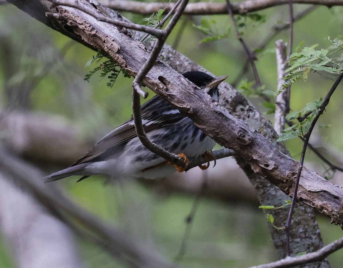 Blackpoll Warbler - Joseph Hood