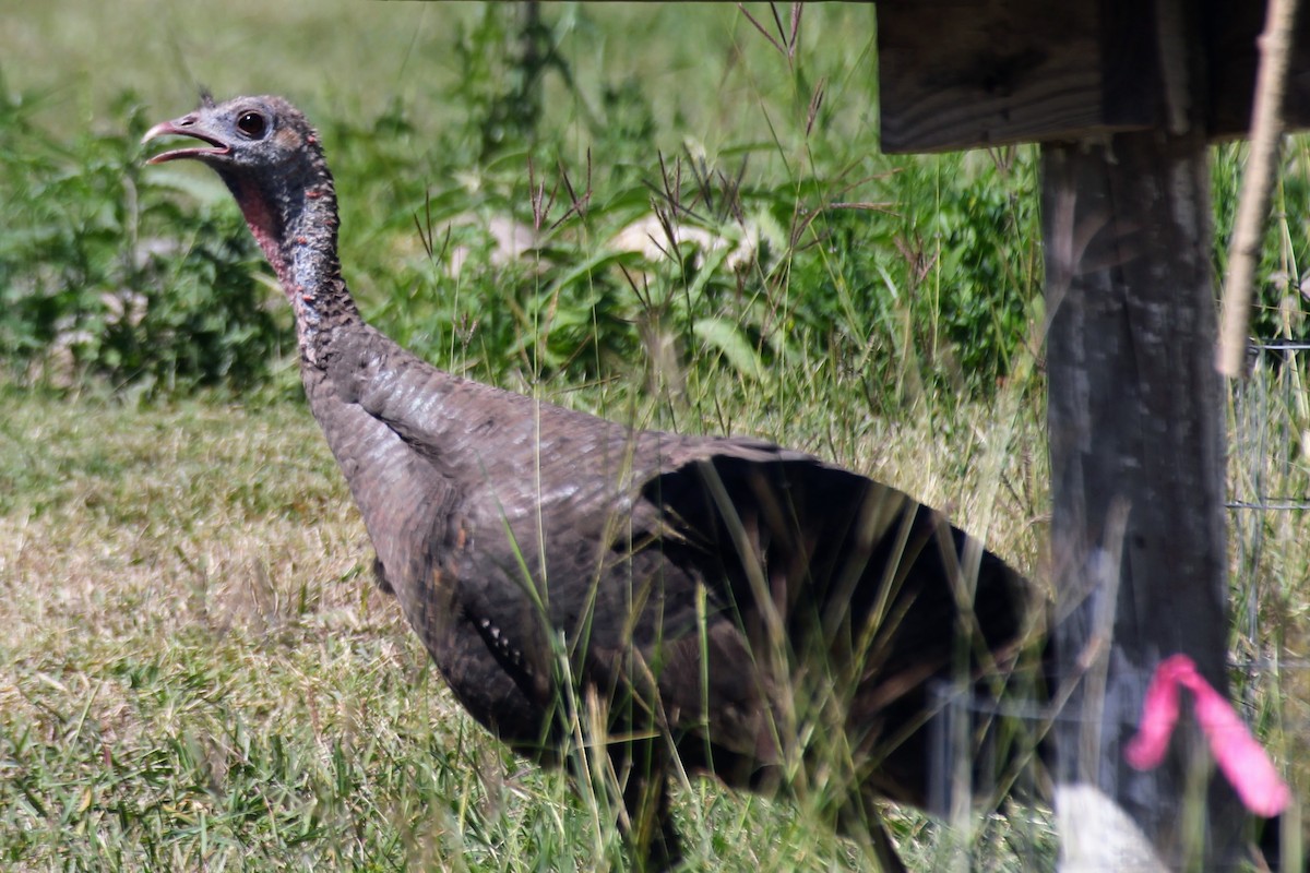 Wild Turkey - ML617589006