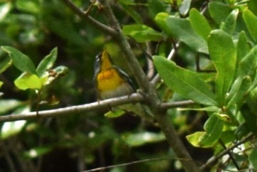 Northern Parula - ML617589013