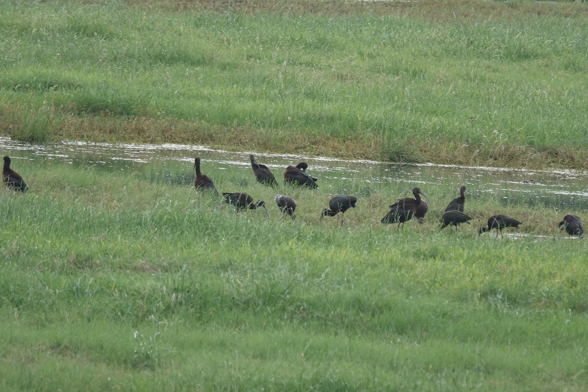 White-faced Ibis - ML617589022