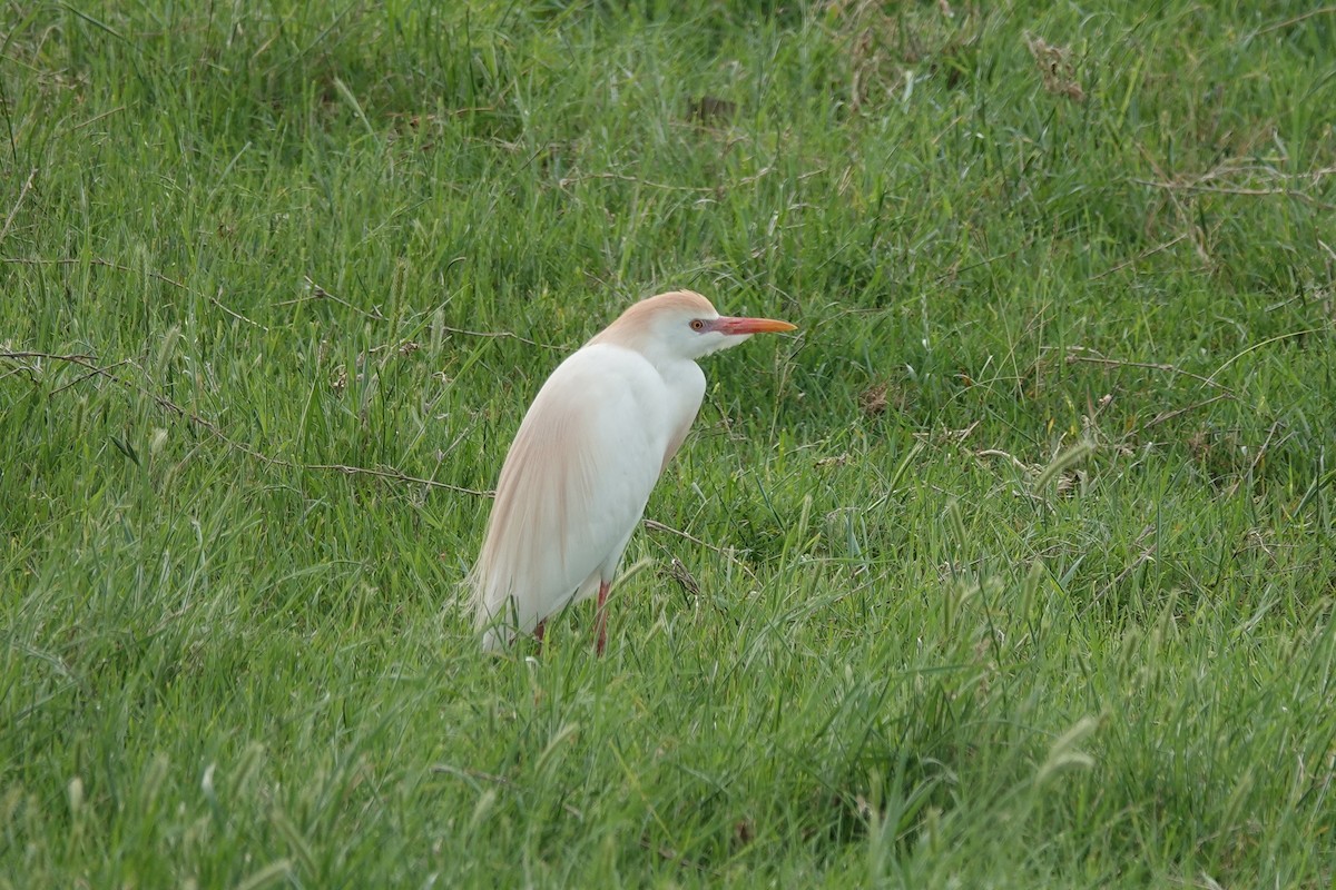 Western Cattle Egret - ML617589059