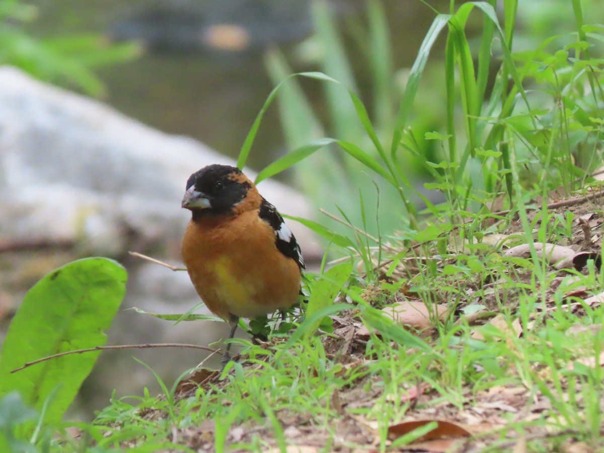 Black-headed Grosbeak - ML617589060