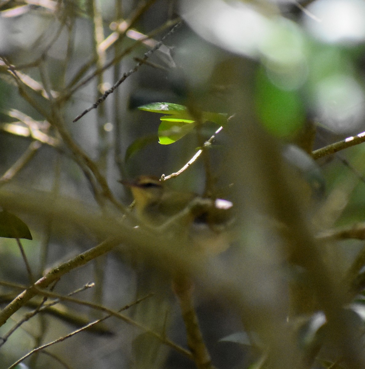 Swainson's Warbler - ML617589063