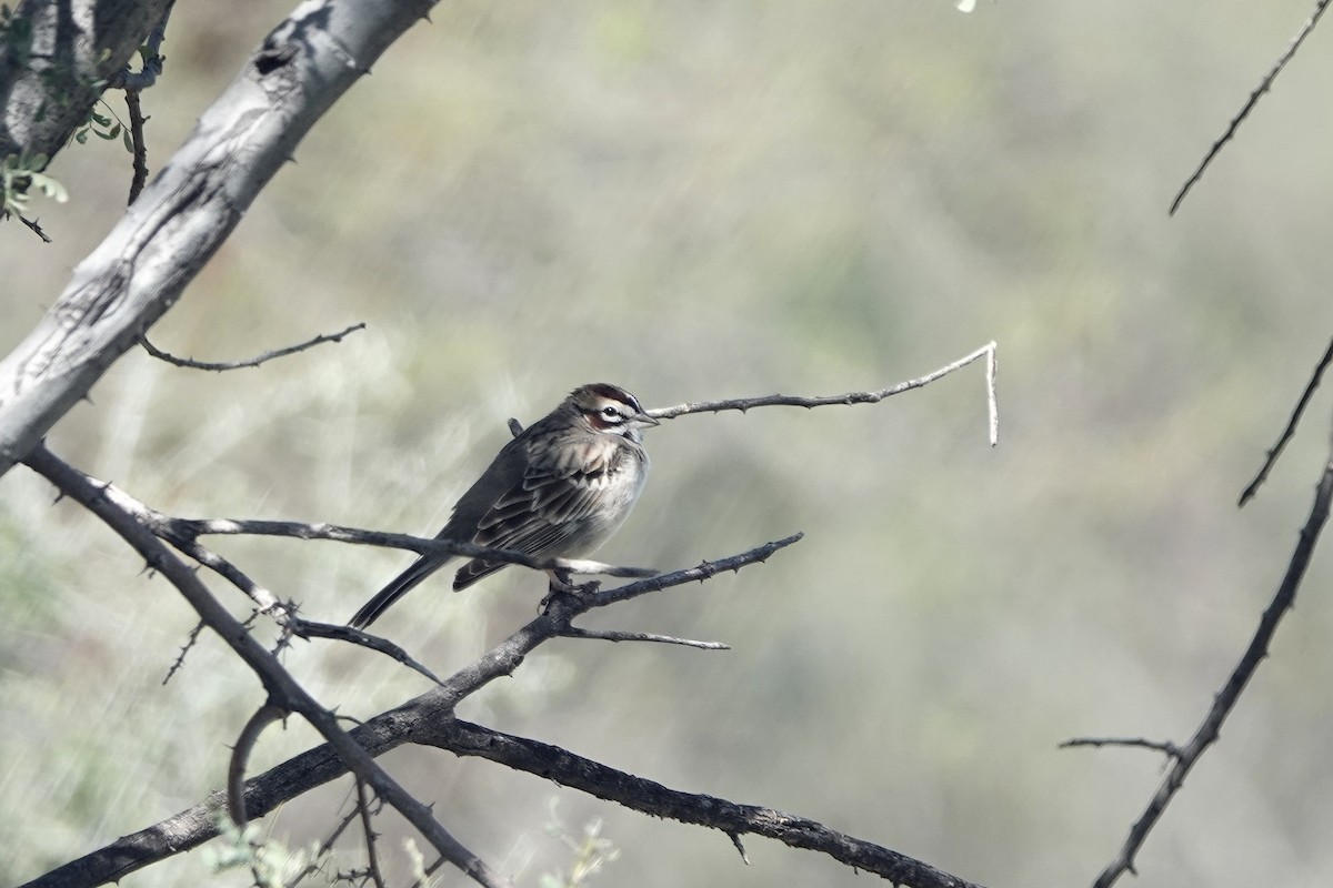 Lark Sparrow - ML617589089